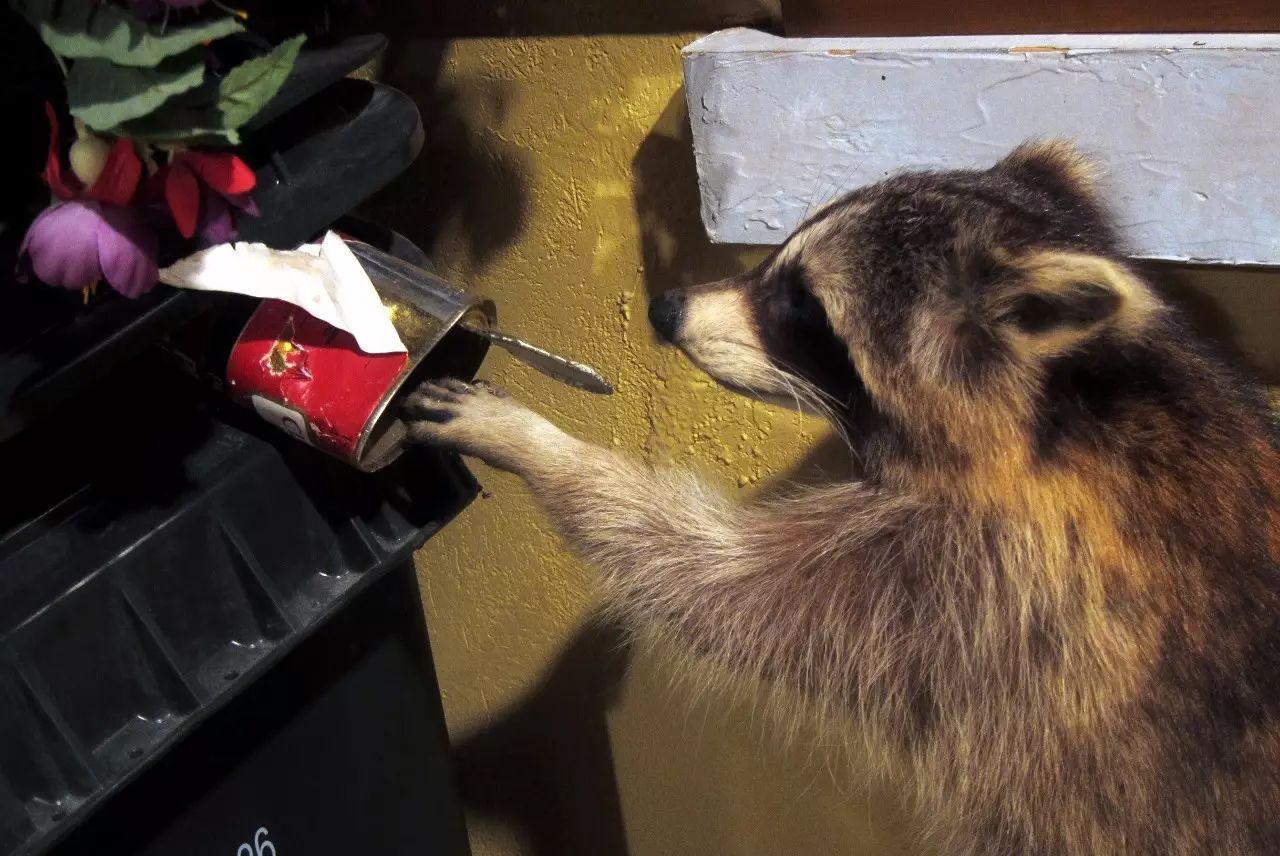 多村一號(hào)，在海外住進(jìn)小別墅慢條思理地生活