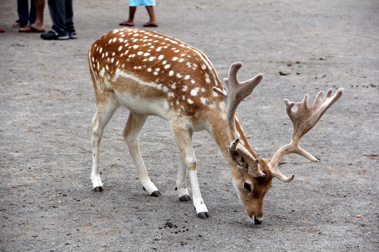 多村一號(hào)，在海外住進(jìn)小別墅慢條思理地生活