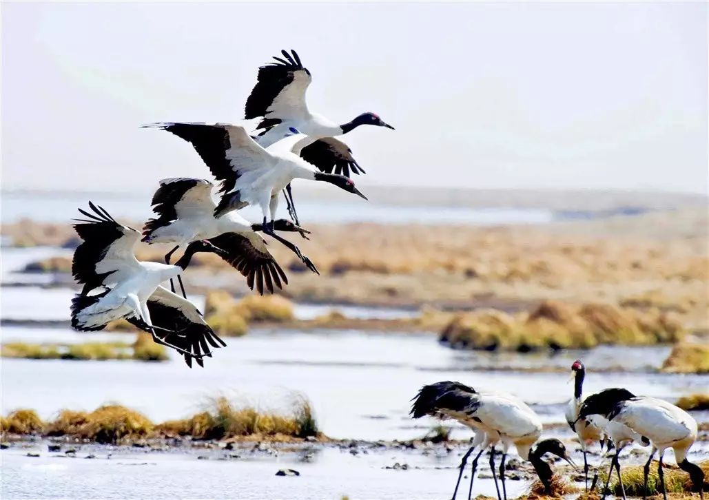 香格里拉薩洛頤度假酒店，以上帝視角看納帕海