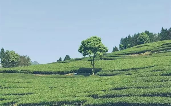 烏龍先生，用心做好茶發(fā)揚(yáng)博大精深的茶文化