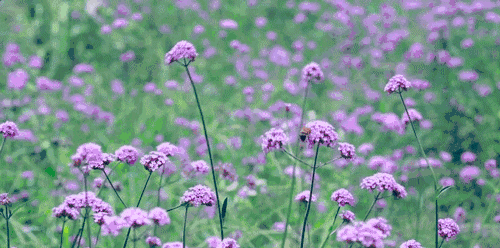 螞蟻尚墅，在山谷的花田美舍里生活