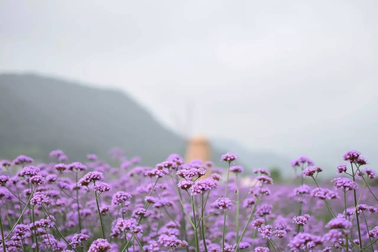 螞蟻尚墅，在山谷的花田美舍里生活