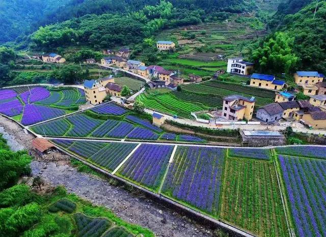 螞蟻尚墅，在山谷的花田美舍里生活