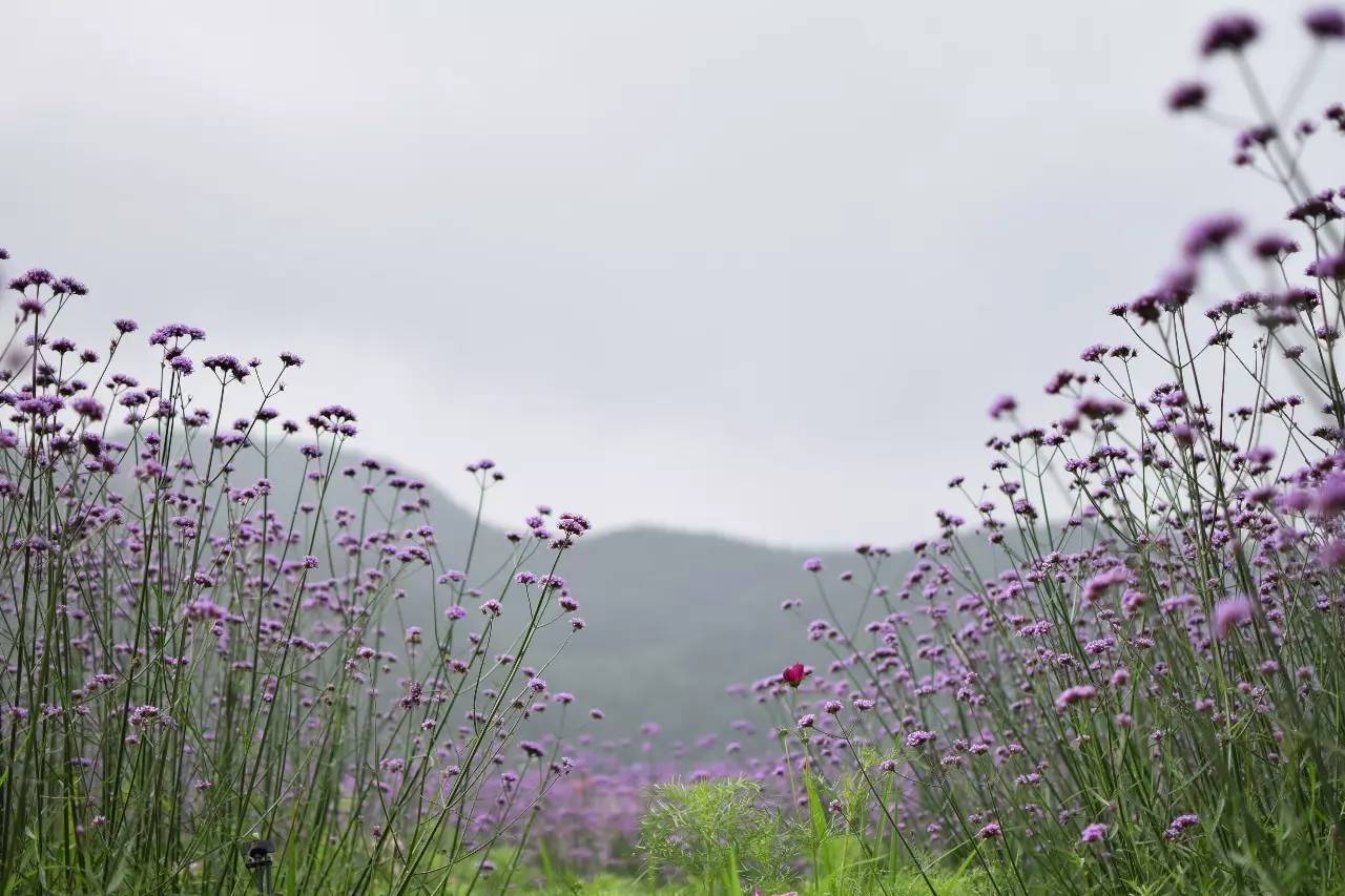 螞蟻尚墅，在山谷的花田美舍里生活