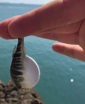 溫州·花崗漁村，海外桃源別有天此間小住亦神仙