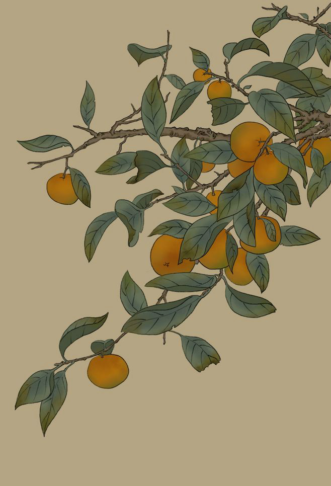 樸素的翠松金桔包裝設計