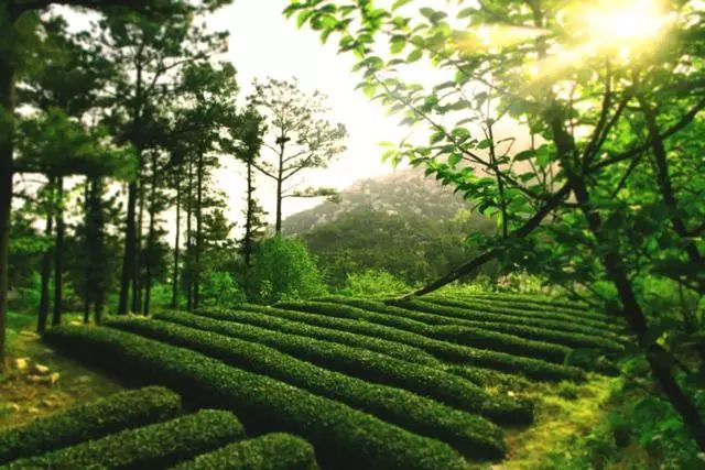 曉陽春茶，尋找茶道融于茶水中的美好生活