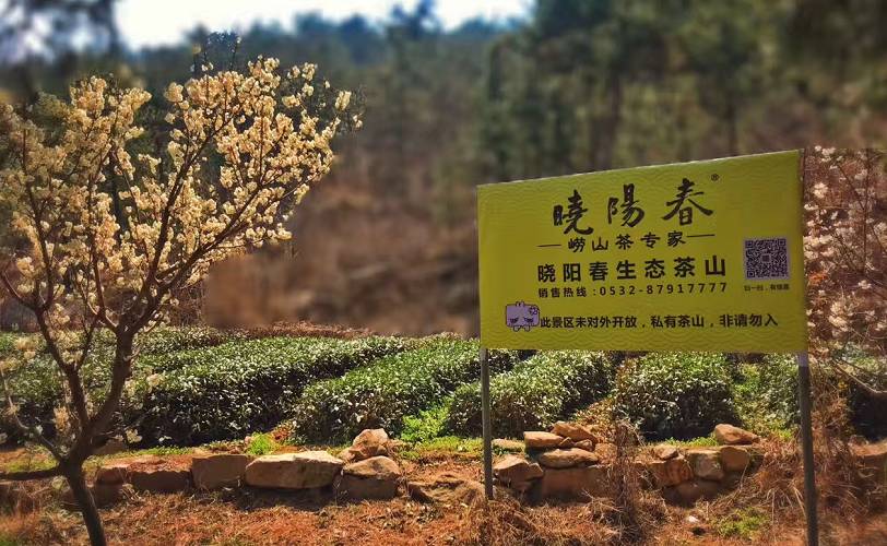 曉陽春茶，尋找茶道融于茶水中的美好生活