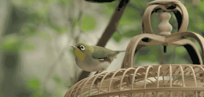 曉陽春茶，尋找茶道融于茶水中的美好生活