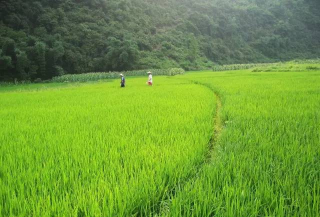 桃花壹號，靜下來品味生活最美的那一面