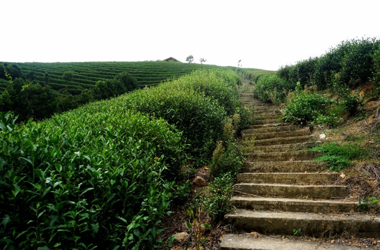 茗墅茶莊園，西湖以外的西湖