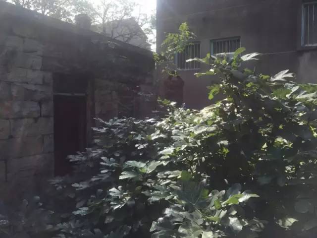 桃花源，有花為伴有茶糊口每一天都是美好光陰