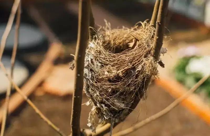 桃花源，有花為伴有茶糊口每一天都是美好光陰