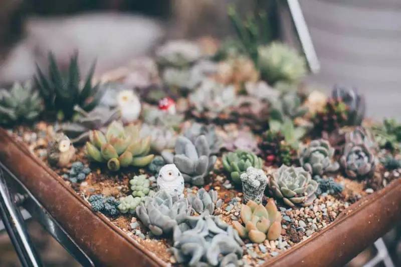 桃花源，有花為伴有茶糊口每一天都是美好光陰