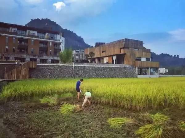 3間開在稻田里的民宿，回歸自然向往田園風(fēng)光