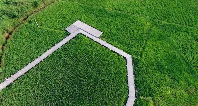 3間開在稻田里的民宿，回歸自然向往田園風(fēng)光