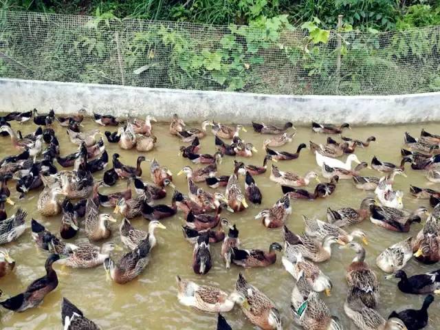 3間開在稻田里的民宿，回歸自然向往田園風(fēng)光