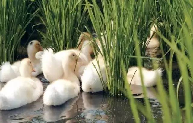 3間開在稻田里的民宿，回歸自然向往田園風(fēng)光