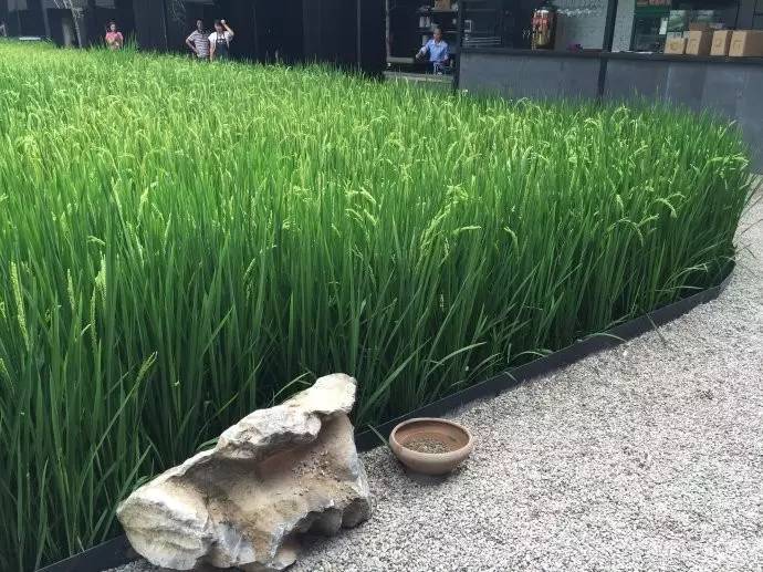 3間開在稻田里的民宿，回歸自然向往田園風(fēng)光