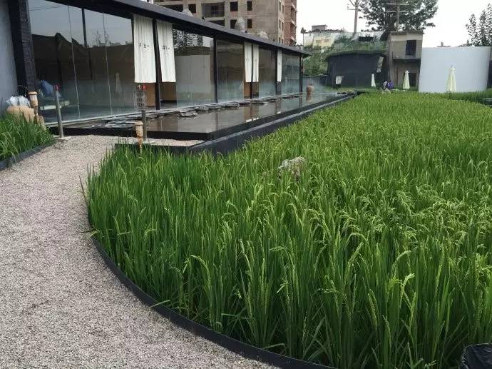 3間開在稻田里的民宿，回歸自然向往田園風(fēng)光