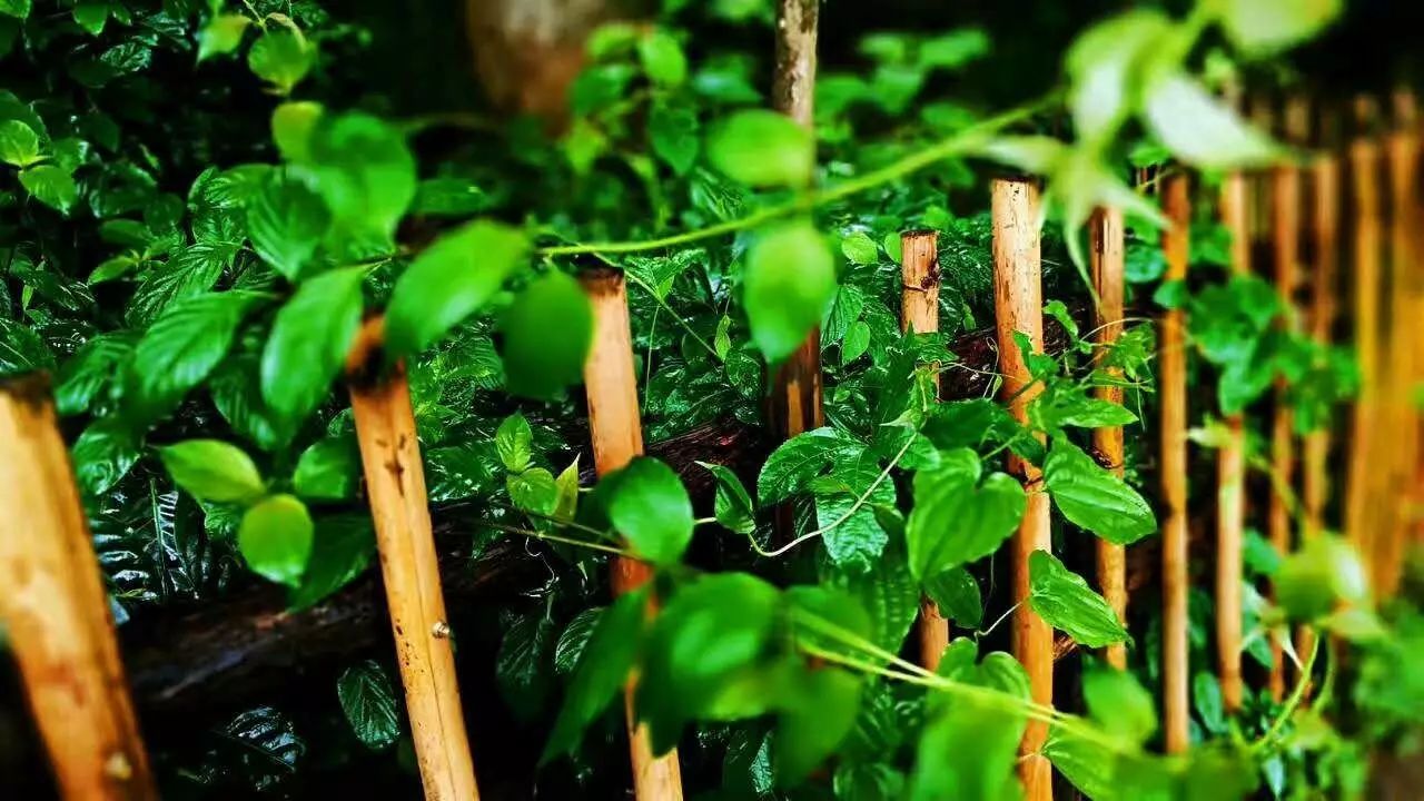 壩美·歸園，隱居聽心歸于自然盡享鄉(xiāng)村野趣