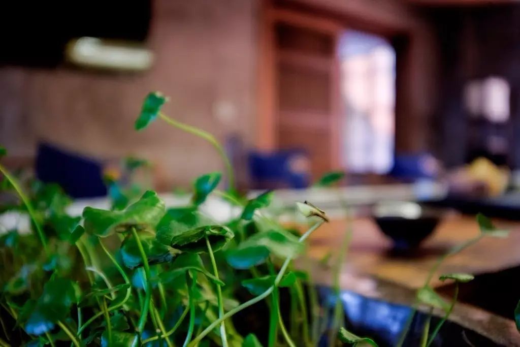 叢山茶境，一片天一座山忘了山外忘卻自己