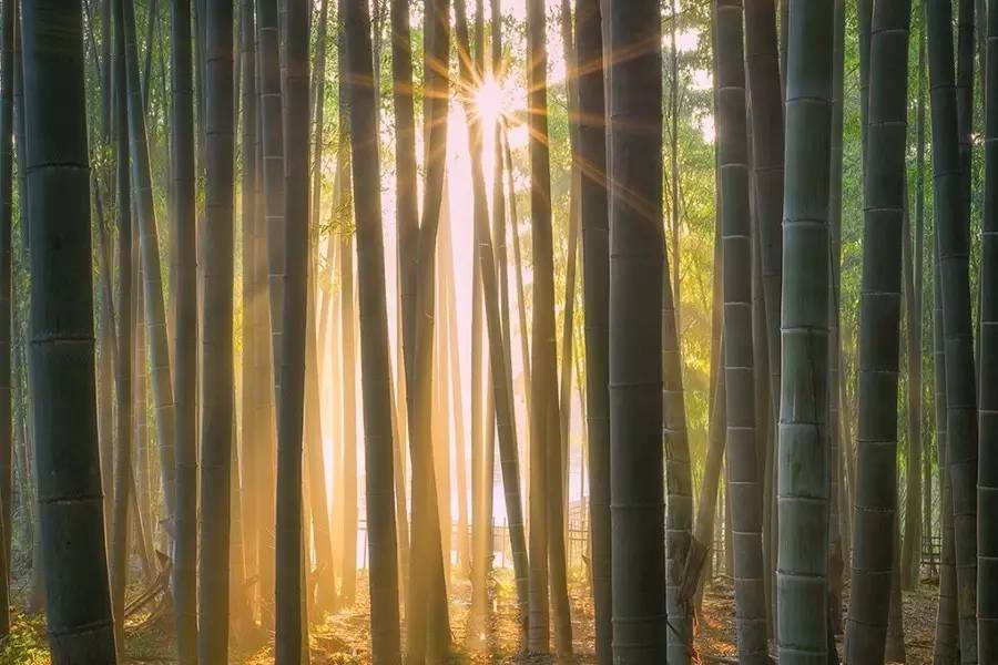 竹制好物，竹編工藝之美！