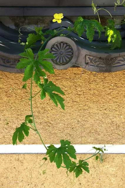 古建筑，一片瓦，遮風(fēng)擋雨