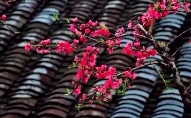 古建筑，一片瓦，遮風(fēng)擋雨