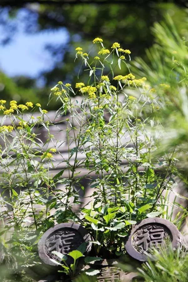 古建筑，一片瓦，遮風(fēng)擋雨