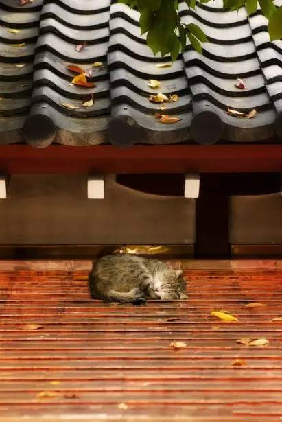 古建筑，一片瓦，遮風擋雨