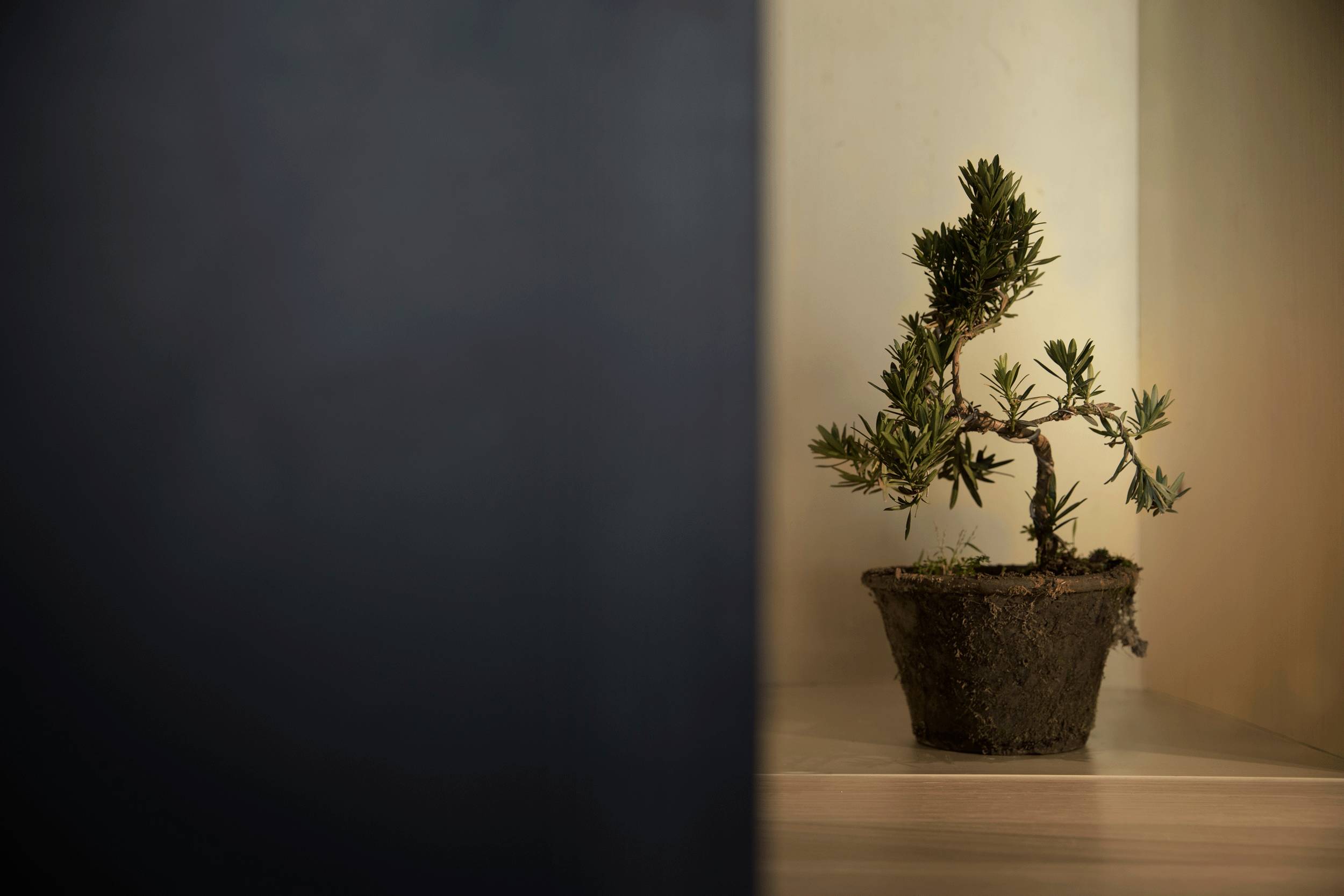 設(shè)計(jì)承載食物的靈魂，中式餐廳設(shè)計(jì)