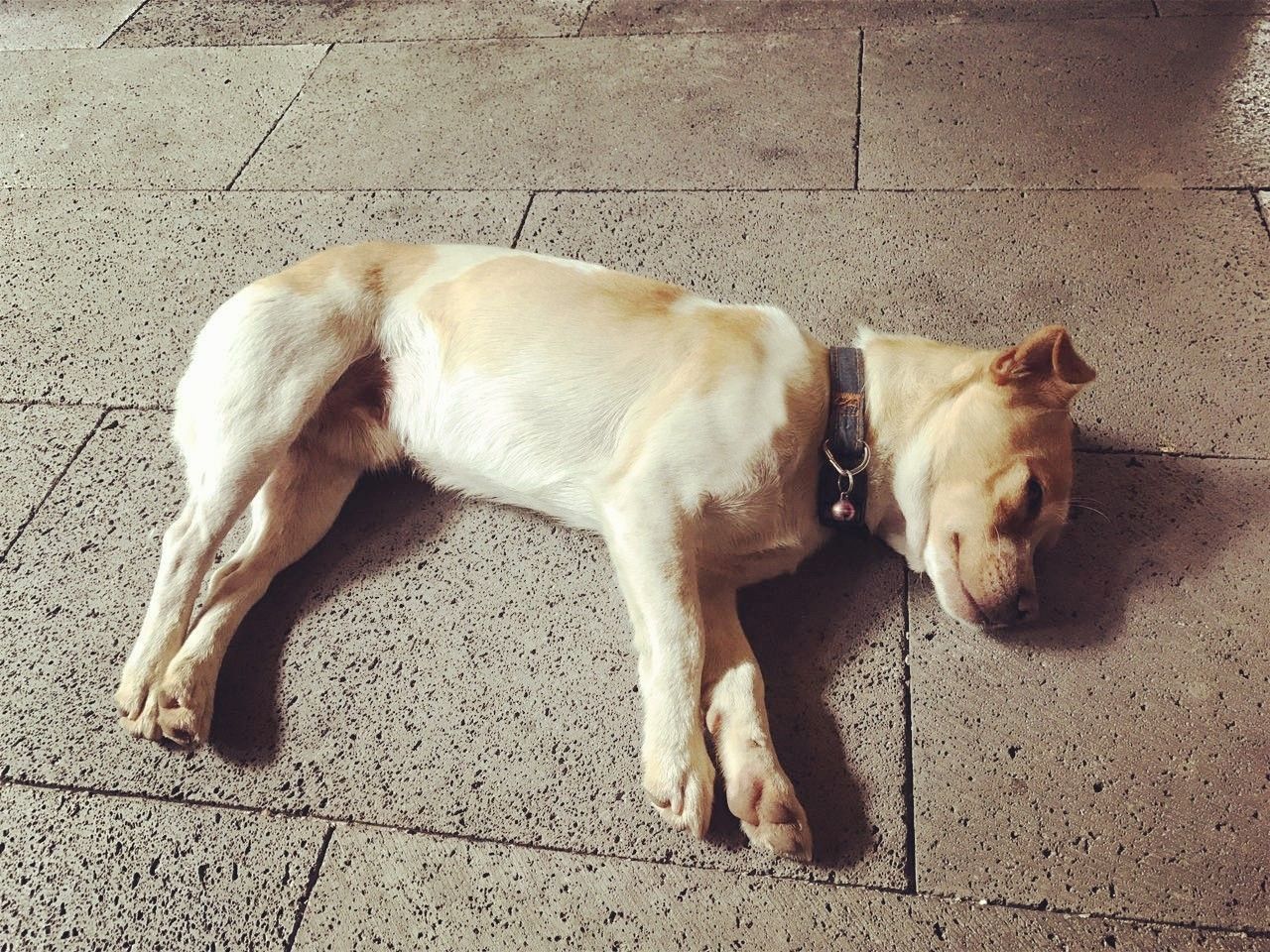 茶馬古道，民宿古宅設(shè)計(jì)改造