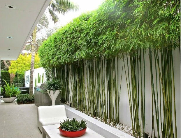 庭院設(shè)計(jì)，竹子在庭院中造景的運(yùn)用