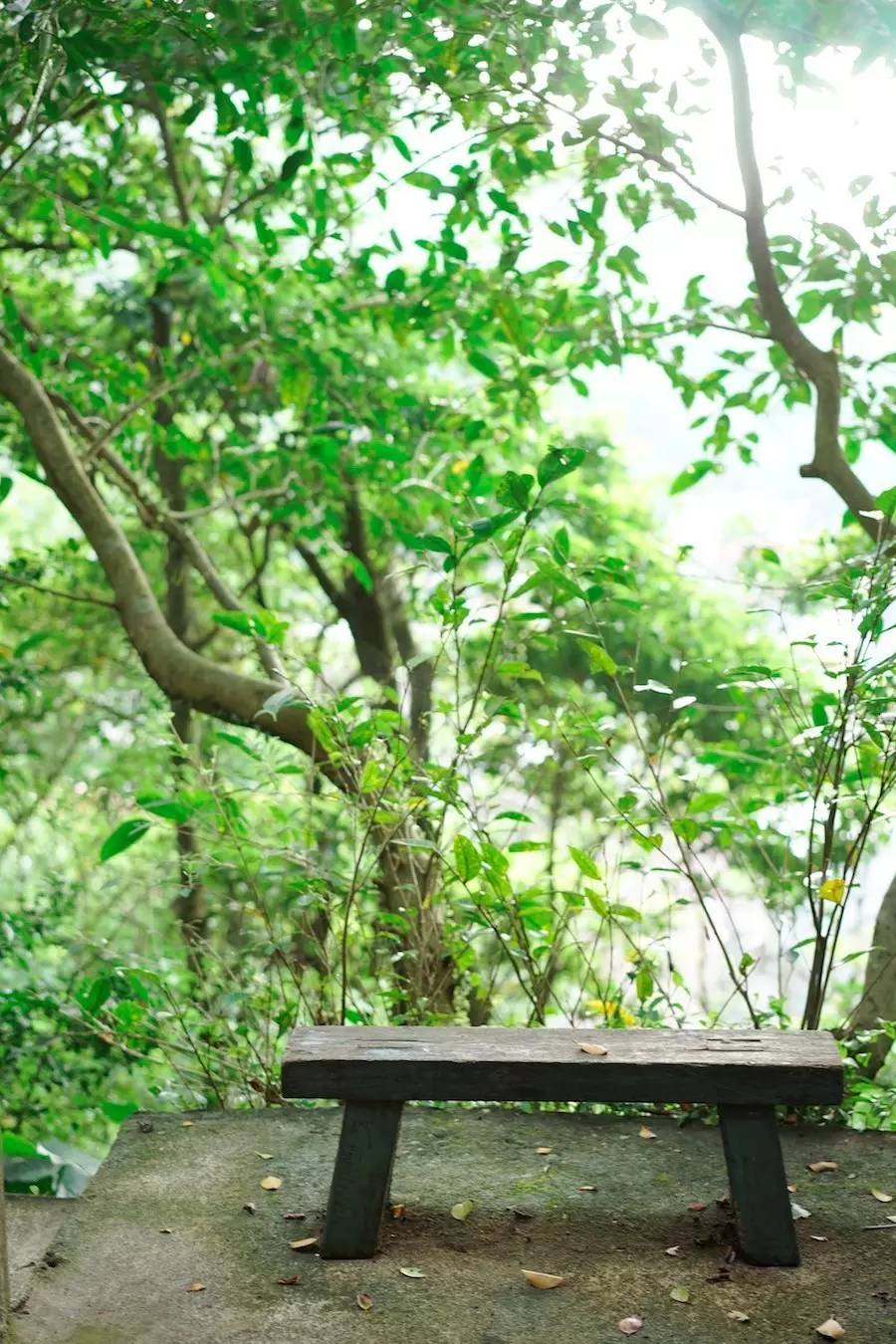 臺灣最文藝的山間小屋，數(shù)樹民宿設(shè)計