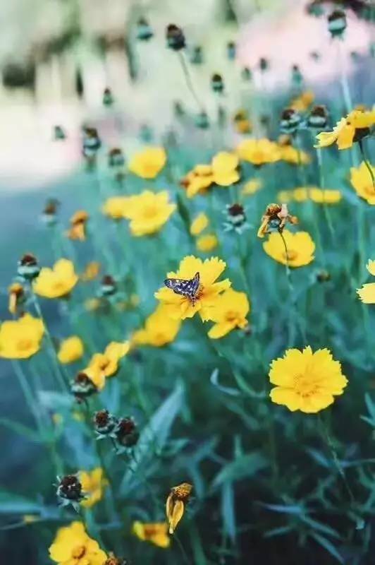 林中四舍民宿設(shè)計，一所鳥語花香的小木屋