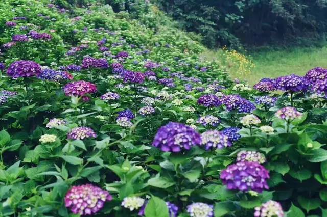 林中四舍民宿設(shè)計，一所鳥語花香的小木屋