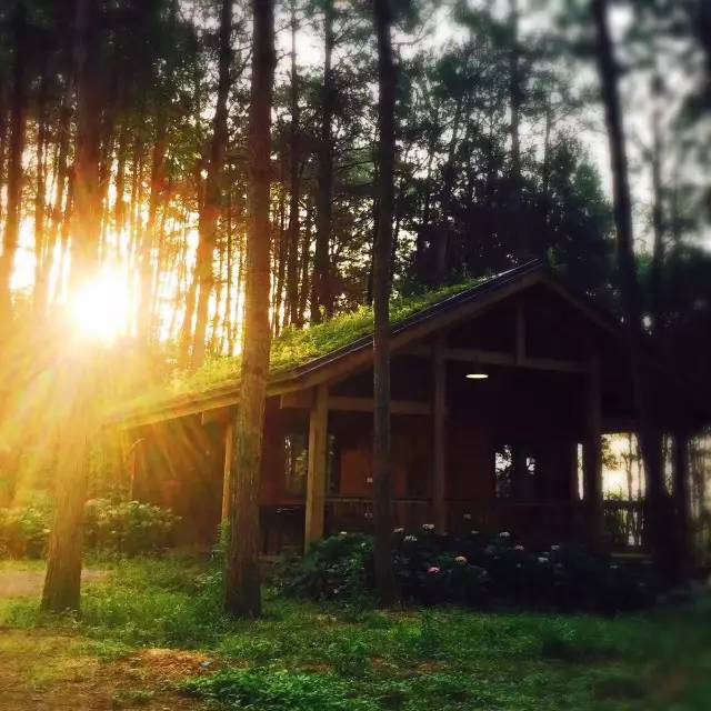 林中四舍民宿設計，一所鳥語花香的小木屋