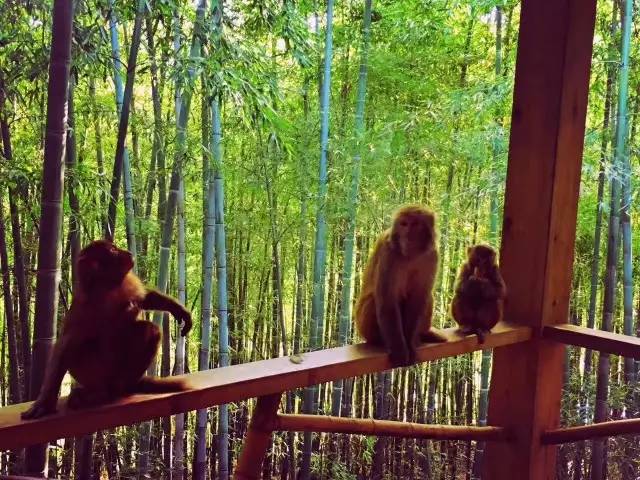 林中四舍民宿設計，一所鳥語花香的小木屋