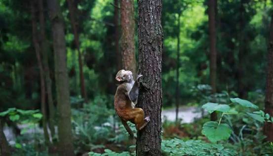 林中四舍民宿設計，一所鳥語花香的小木屋