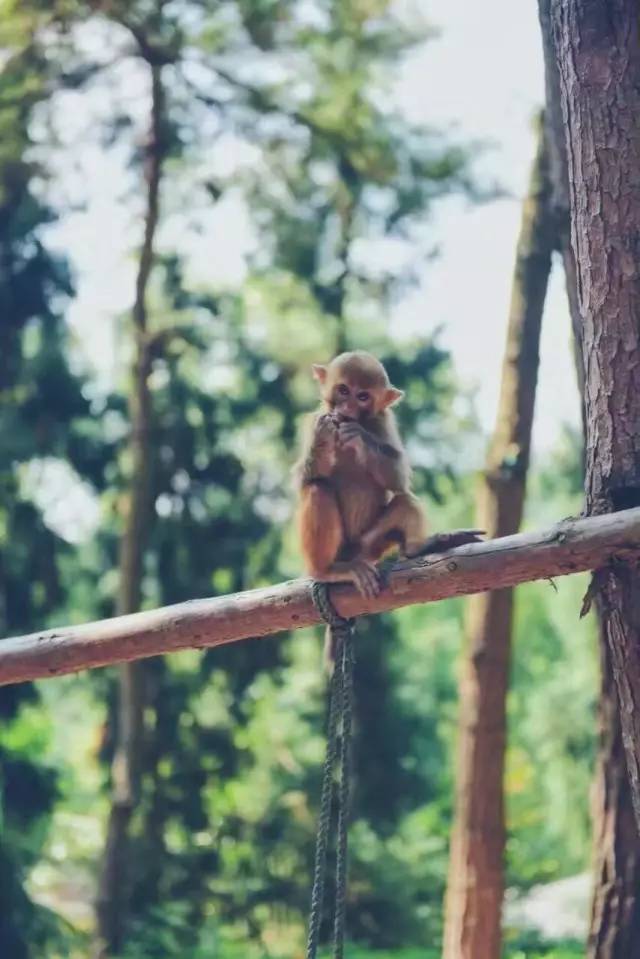 林中四舍民宿設計，一所鳥語花香的小木屋