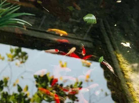 慈舍，悲喜隱去慈從舍生