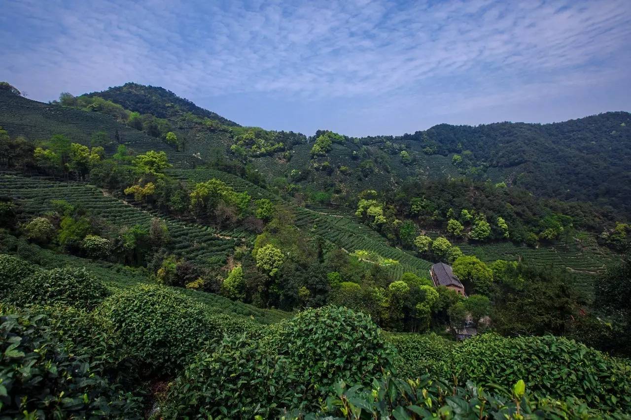 杭州龍井茂居民宿，在茶田之中枕著茶香入睡