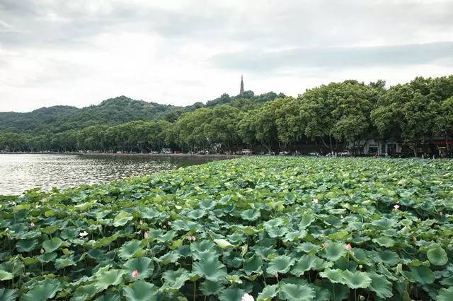 青桐·青竹茶舍，茶香縹緲靜賞西湖