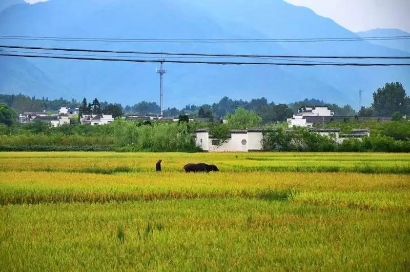 南屏喜舍民宿，從南方飛入徽州白墻灰瓦的歸燕
