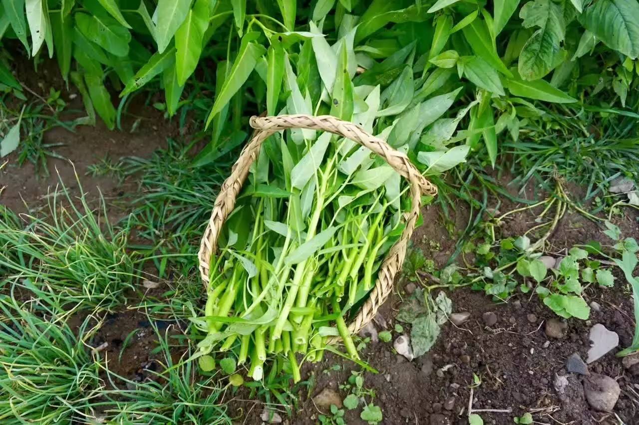 南屏喜舍民宿，從南方飛入徽州白墻灰瓦的歸燕