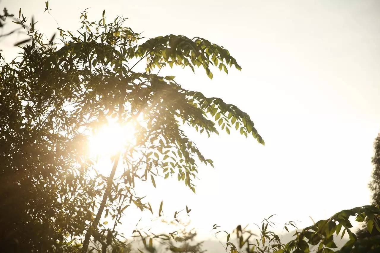 大來山樹屋民宿，喚醒古老村莊留住青山綠水