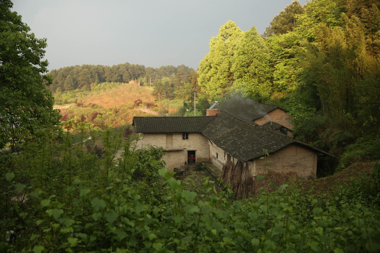 大來山樹屋民宿，喚醒古老村莊留住青山綠水