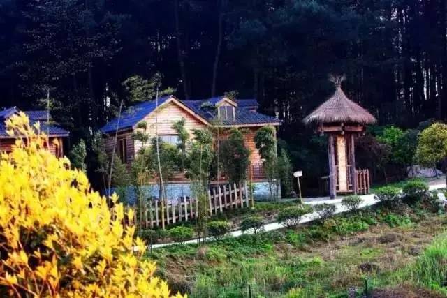 大來山樹屋民宿，喚醒古老村莊留住青山綠水