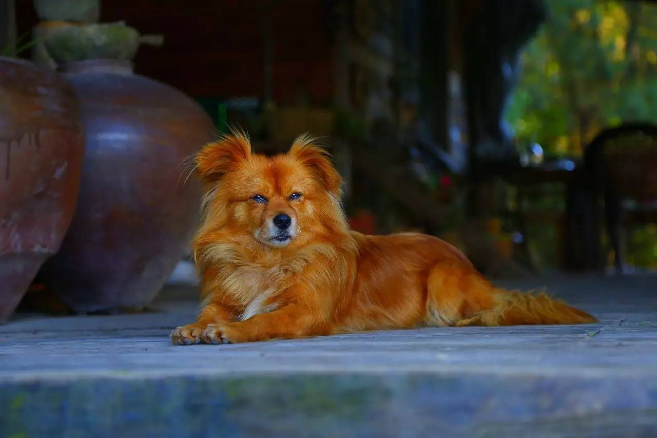 大來山樹屋民宿，喚醒古老村莊留住青山綠水